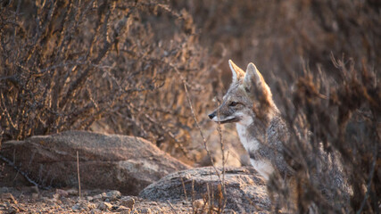 Fox Zorro chilla