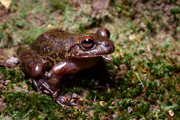 frog on the grass