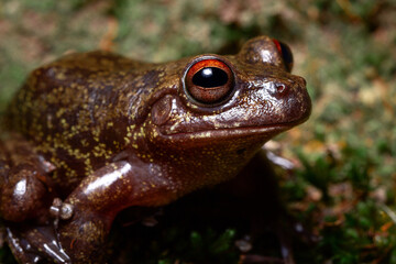 frog on the ground