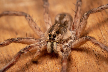 wolf spider on a web