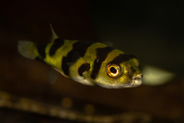 fish on a coral