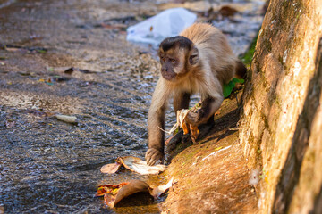 baboon sitting on the ground