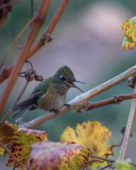 Hummingbird in a brench picaflor