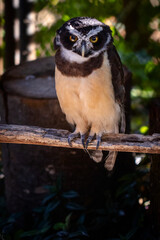 horned owl
