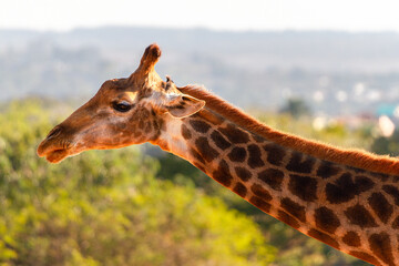 portrait of a giraffe