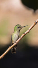 Hummingbird in a brench picaflor