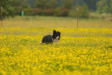 A border Collie sheep dog herding a group of sheep during a field trial in a field of yellow...