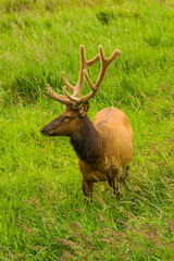 A bull elk with antlers in the velvet, grazing in a grassy meadow near Reedsport Oregon