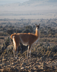 Guanaco in Atacama desert