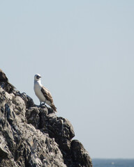 Bird in the coast side chile