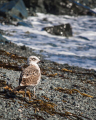 Bird in the coast side chile