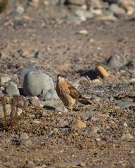 Tiuque en el desierto