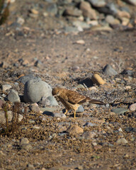 Tiuque en el desierto