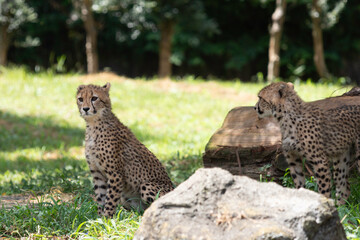 草むらの日陰にたたずむ２頭のチーターの子供