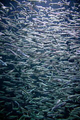 イワシの大群
