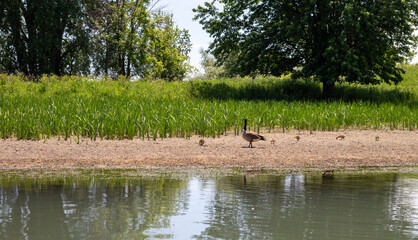 Obraz na płótnie Canvas Famille de canards en train de marcher sur la rive d'une rivière très calme en été