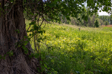 vue d'un champ sauvage en été avec un arbre en avant plan