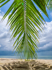 Coconut tree leaf bend down on the beach sand