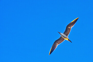 Flying Seagull