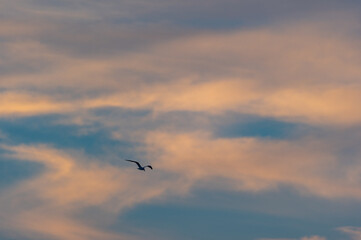 Fototapeta na wymiar Minimalist Bird in Lower Left Morning Sky