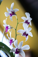 Orchids Dendrobium White Flower- Wongleng Orchid