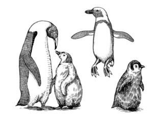 Emperor penguin and cute baby. Small cute family. vector graphics black and white drawing. Hand drawn sketch. Group of aquatic flightless birds. African and Gentoo and King chick © artbalitskiy