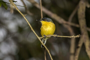 Common Tody-Flycatcher (Todirostrum cinereum) on the Branch of the Tree - Ferreirinho-rel&oacute;gio no Galho da &Aacute;rvore
