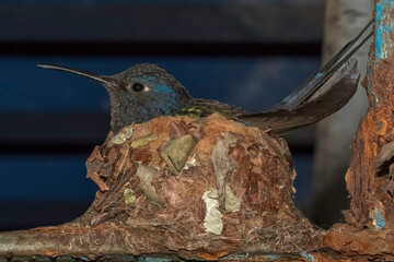 Swallow-tailed Hummingbird (Eupetomena macroura) Hatching Its Eggs in the Nest - Beija-flor-tesoura Chocando seus Ovos no Ninho
