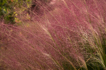 Natural background. Ornamental grass flowers texture and pattern. Closeup view of Muhlenbergia...