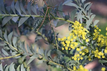 Knife- leaf Wattle (Acacia cultriformis) in flower, South Australia