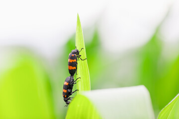 beetles mating on a corn leaf