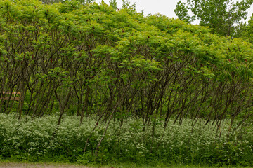 Gros plan sur une for&ecirc;t d'arbustes verts avec des branches minces en &eacute;t&eacute; 