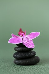 Fototapeta na wymiar Stones and Orchid Flower. Massage Stone.Beauty and harmony. Black stones and pink orchid flower in water drops on green background.Beautiful Zen Stones. High quality photo