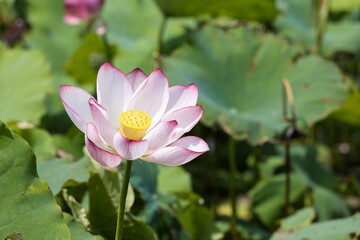 Lotus blossoms in the pond