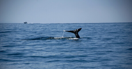 Whale Tail 