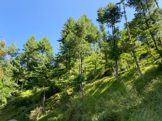 Greenery all around and cedar trees in month of august in himachal pradesh, India