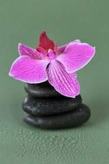 Fototapeta na wymiar Spa Stones and Orchid Flower. Massage Stone.Beauty and harmony. Black stones and pink orchid flower in water drops on green background. Zen Stones. High quality photo
