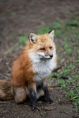 Fototapeta premium きつね