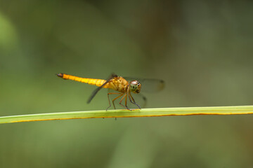 Beautiful Damselflies in art themes