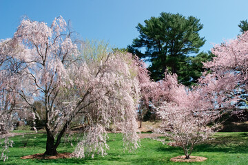 Naklejka premium Cherry trees in bloom