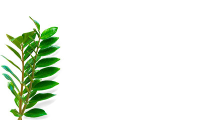 Zamioculcas zamifolia tree isoleted on white background .Air purifying tree, Helps to purify toxic air.