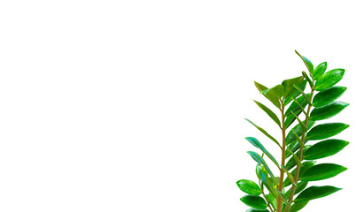 Zamioculcas zamifolia tree isoleted on white background .Air purifying tree, Helps to purify toxic air.