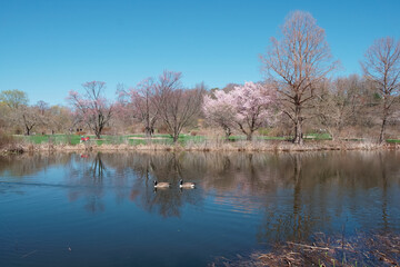 Fototapeta na wymiar Scenic lake with swimming goose and blooming cherry trees