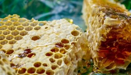 Honey bee nest, sliced, from natural rain forest in Indonesia