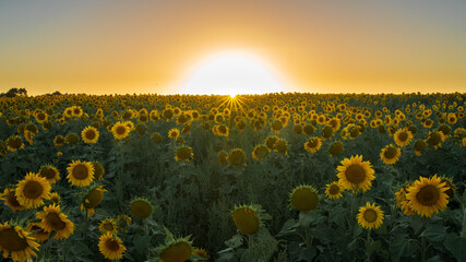 Sunflower field with sunset in the background