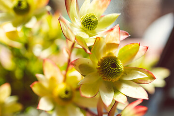 native African yellow protea Leucadendron flowers indoor iin vase shot at shallow depth of field