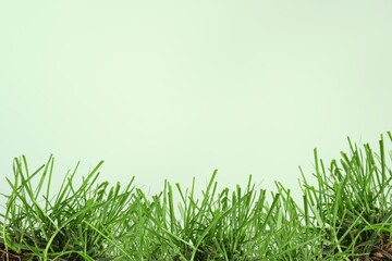 Fototapeta premium Grass.