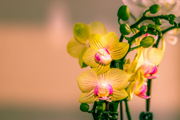 Obraz na płótnie Canvas Beautiful Orchid flower blooming