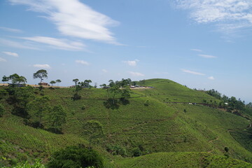 インドネシア　ジャワ島の茶畑