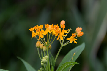 羽根つきの羽根のような形のアスクレピアスの花